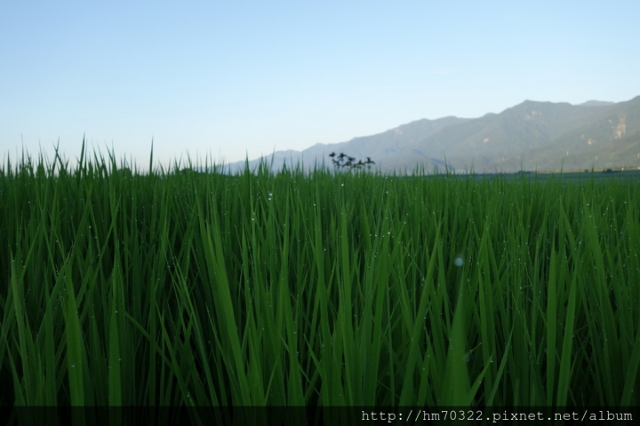 『台東遊記』- 池上伯朗大道．伯朗三號民宿 / 單車旅行 / 天堂路 / 秋收稻穗藝術節