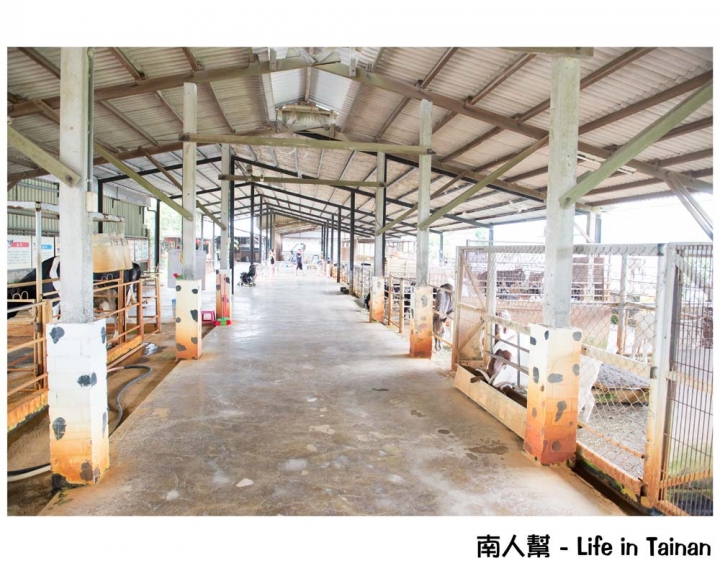 【台南柳營-景點】體驗鐵道文化｜搭乘五分車｜欣賞兩旁柳營鄉純樸農村景色 ~ 八老爺車站-乳牛的家