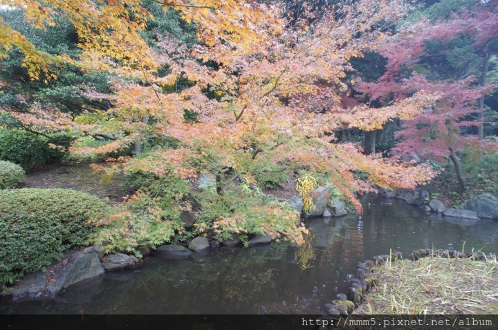 【玩】日本 東京 舊古河庭園--2016來去日式庭園賞楓去