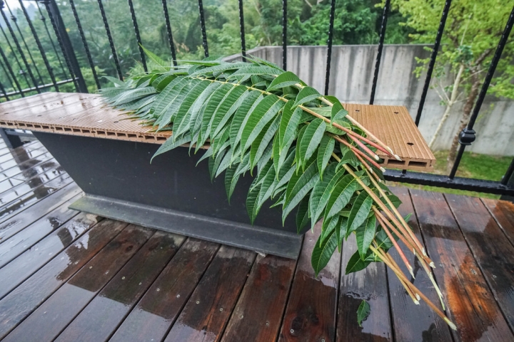 南投民宿 | 溪頭有晴天 鹿谷隱逸秘境 療癒旅人的身心 讓森林成為室內的一部分