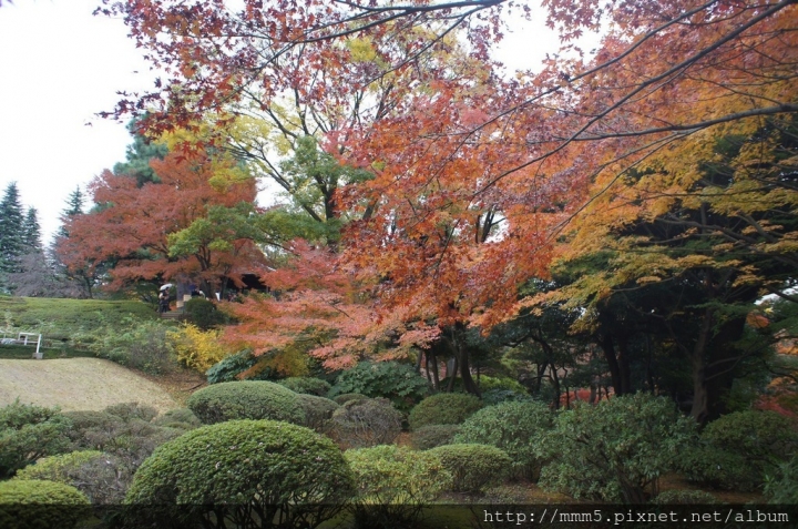 【玩】日本 東京 舊古河庭園--2016來去日式庭園賞楓去