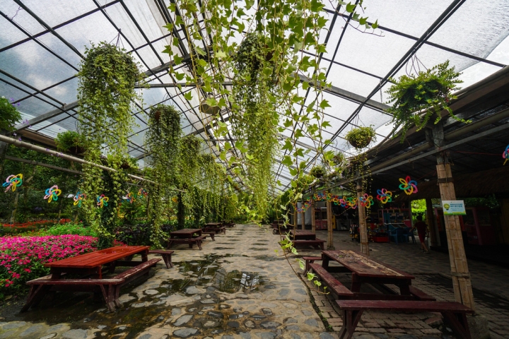 埔里住宿 | 楓樺台一渡假村 - 台一生態休閒農場 / 花泉卉館泡湯、嚐花餐  花香森呼吸  魂牽夢縈的度假勝地