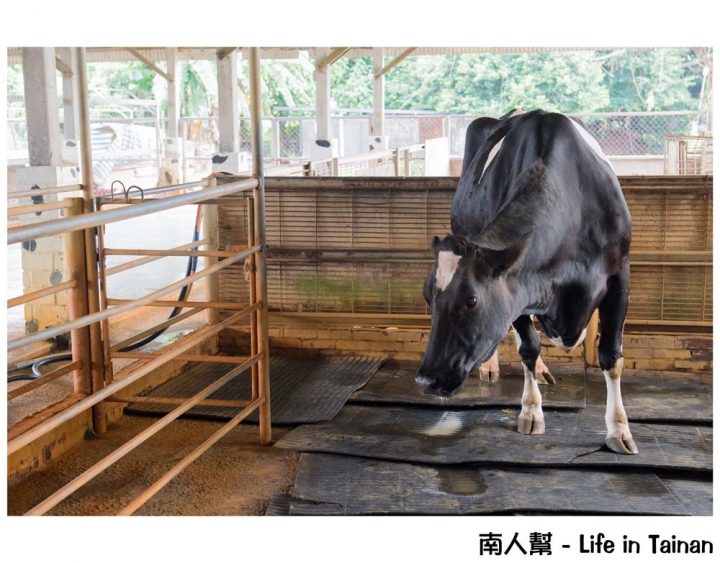 【台南柳營-景點】體驗鐵道文化｜搭乘五分車｜欣賞兩旁柳營鄉純樸農村景色 ~ 八老爺車站-乳牛的家