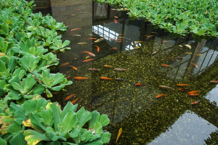 埔里住宿 | 楓樺台一渡假村 - 台一生態休閒農場 / 花泉卉館泡湯、嚐花餐  花香森呼吸  魂牽夢縈的度假勝地