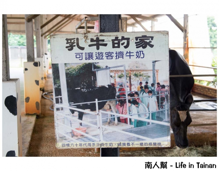 【台南柳營-景點】體驗鐵道文化｜搭乘五分車｜欣賞兩旁柳營鄉純樸農村景色 ~ 八老爺車站-乳牛的家
