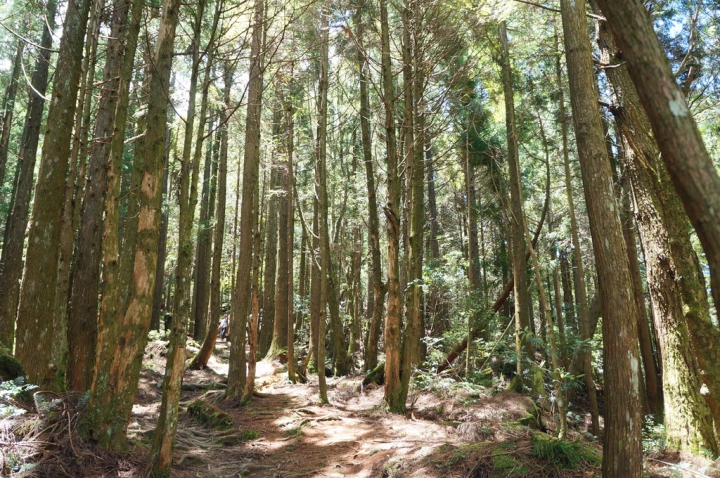 [新竹縣]榛山登山步道