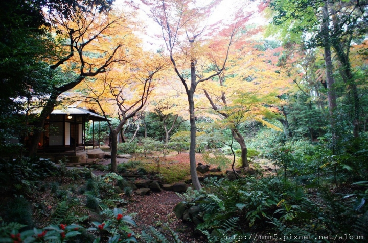 【玩】日本 東京 舊古河庭園--2016來去日式庭園賞楓去