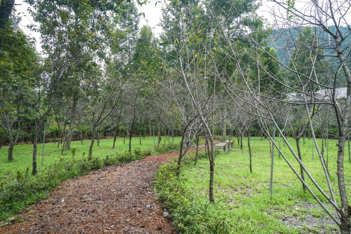 埔里住宿 | 楓樺台一渡假村 - 台一生態休閒農場 / 花泉卉館泡湯、嚐花餐  花香森呼吸  魂牽夢縈的度假勝地
