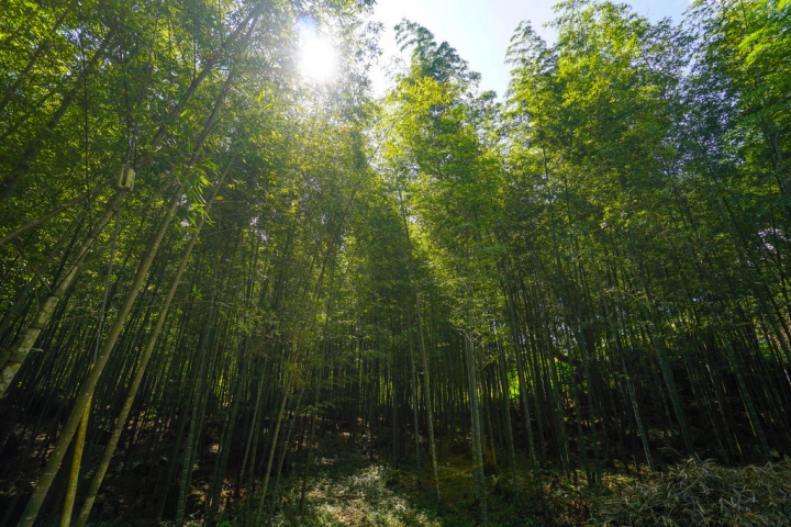 南投民宿 | 溪頭有晴天 鹿谷隱逸秘境 療癒旅人的身心 讓森林成為室內的一部分