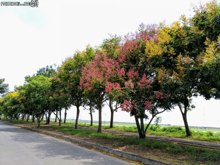 台灣欒樹與芒花 曾文溪岸麻豆段10月01號