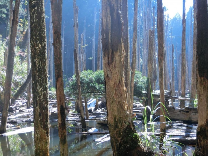 1061023 忘憂森林 金柑樹山 嶺頭山環線縱走
