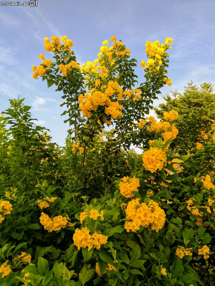 台灣欒樹 美人樹 黃鐘花 台南市德區麗池公園9月30號