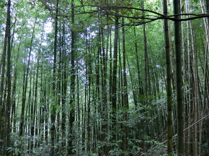 1061023 忘憂森林 金柑樹山 嶺頭山環線縱走
