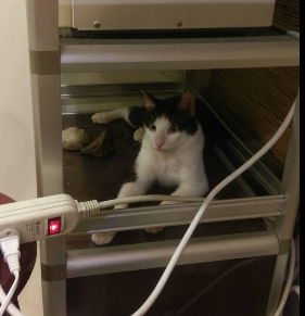 可愛的公貓送養
