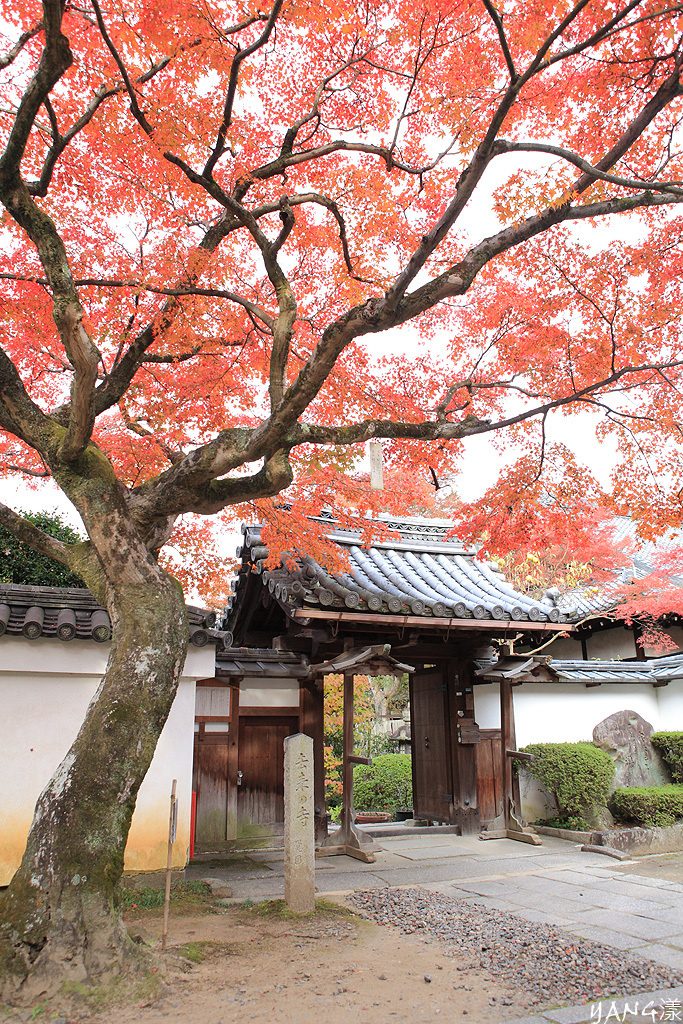 【京都】真如堂（真正極楽寺），京都賞紅葉的免費好景點