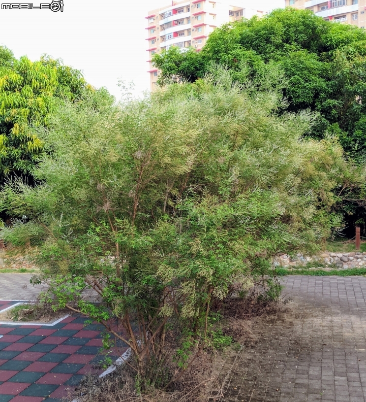 黃荊 蛋黃果 台南市永康區永康公園 10月7號