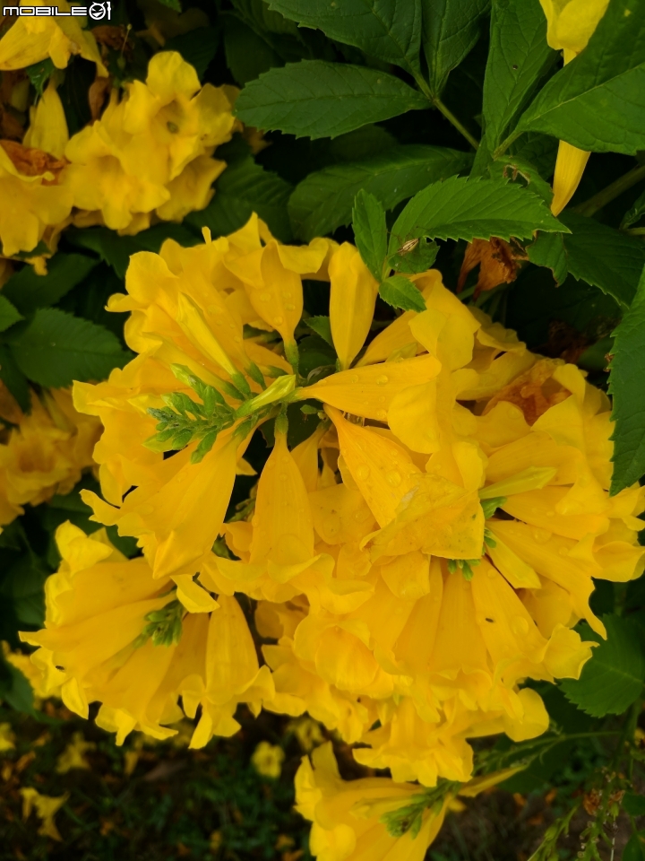 台灣欒樹 美人樹 黃鐘花 台南市德區麗池公園9月30號