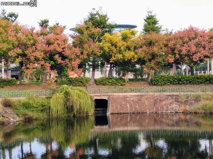 台灣欒樹 美人樹 黃鐘花 台南市德區麗池公園9月30號