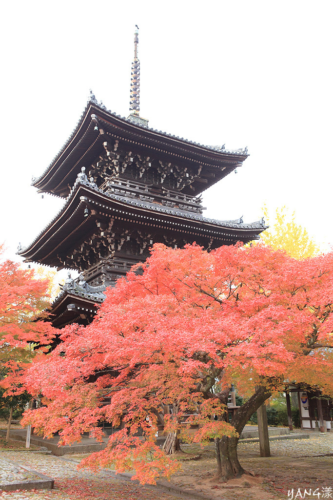 【京都】真如堂（真正極楽寺），京都賞紅葉的免費好景點