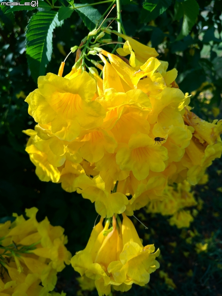 台灣欒樹 美人樹 黃鐘花 台南市德區麗池公園9月30號