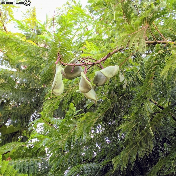 黃荊 蛋黃果 台南市永康區永康公園 10月7號