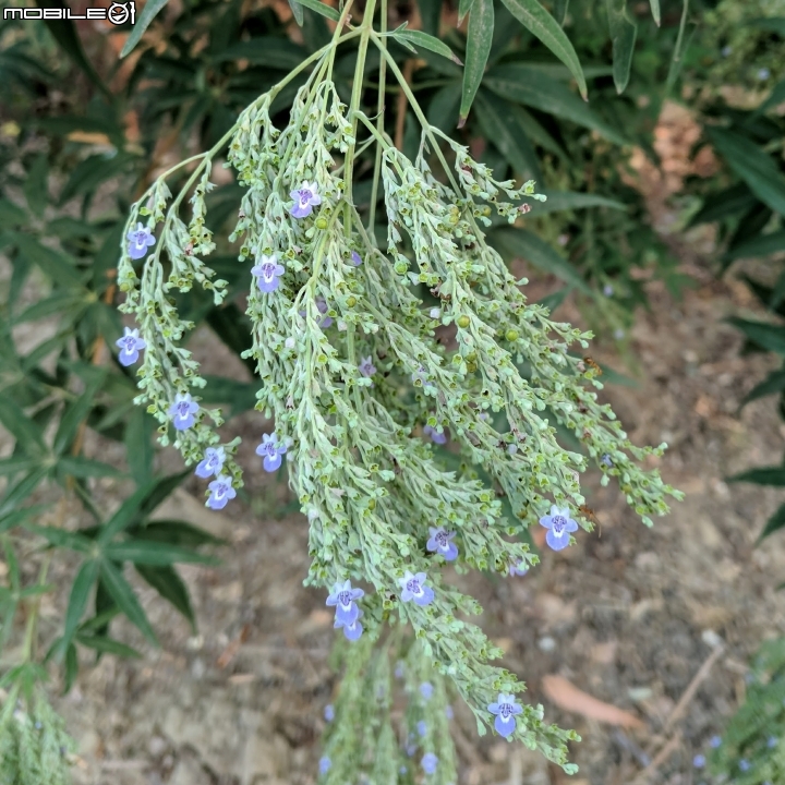 黃荊 蛋黃果 台南市永康區永康公園 10月7號