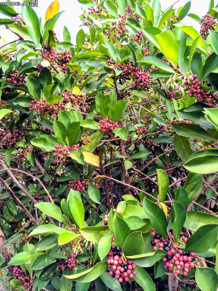 子午蓮 台南市永康區永康公園10月4號