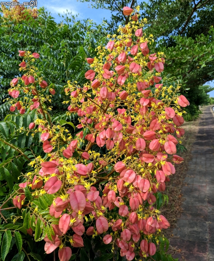 台灣欒樹 耳莢相思樹 台南市仁德區二層行二仁溪岸 9月30號