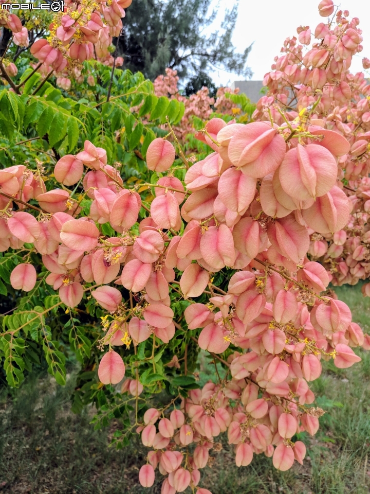 台灣欒樹 蒲葵 台南市安平區城平路 10月8號