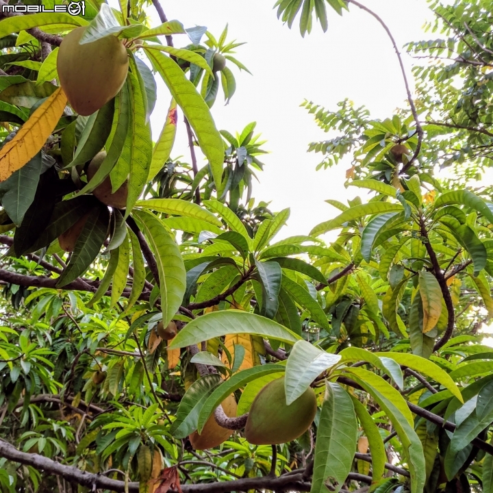黃荊 蛋黃果 台南市永康區永康公園 10月7號