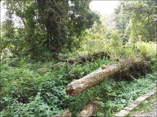 【宜蘭縣員山景點】免費需申請美景如畫的福山植物園