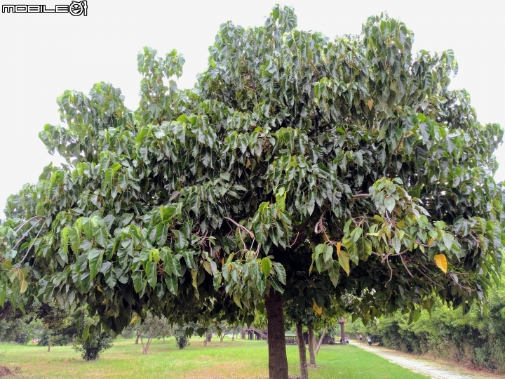 石栗 珊瑚藤 黃槿 胡桐 台南市安平區湖濱水鳥公園10月8號