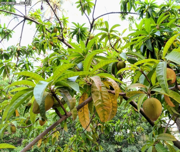 黃荊 蛋黃果 台南市永康區永康公園 10月7號