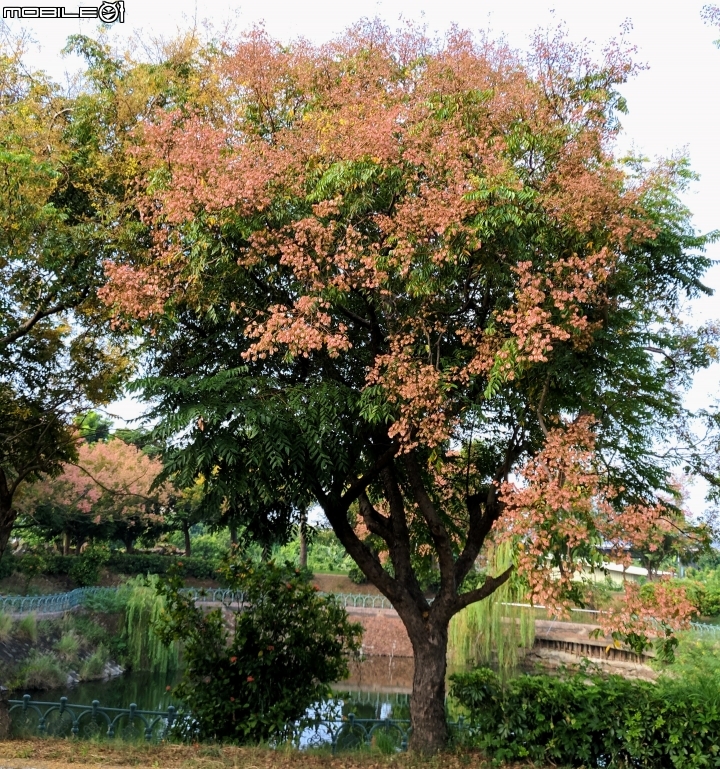 台灣欒樹 美人樹 黃鐘花 台南市德區麗池公園9月30號
