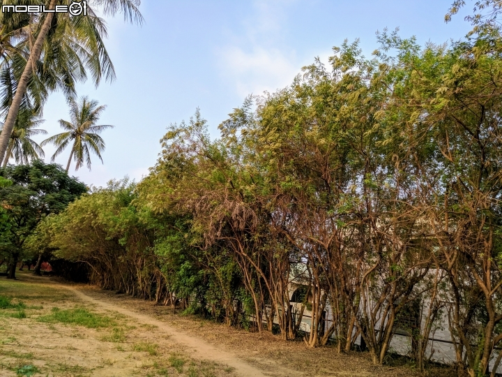 黃荊 蛋黃果 台南市永康區永康公園 10月7號