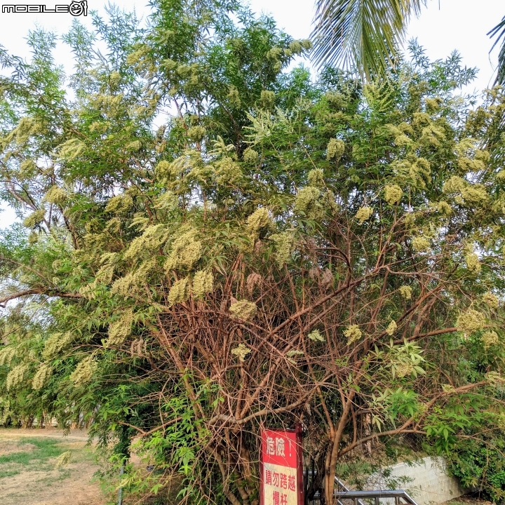 黃荊 蛋黃果 台南市永康區永康公園 10月7號