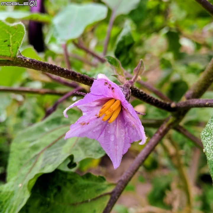 洛神花 台南市東區後甲公園10月4號