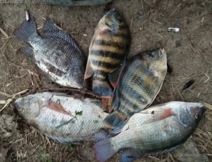 菜市場買來的阿福，最大四斤