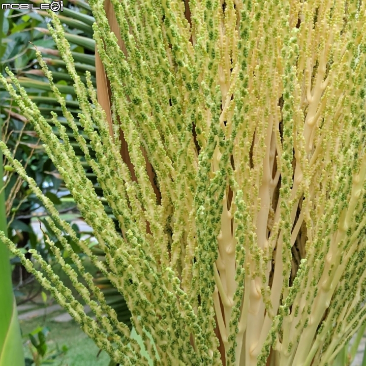 酒瓶椰子 台南市東區林森路龍山綠園 10月8號