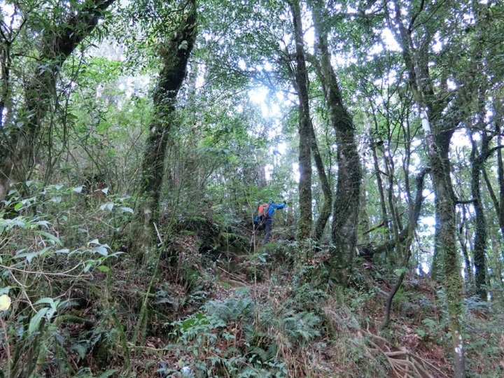 1061023 忘憂森林 金柑樹山 嶺頭山環線縱走