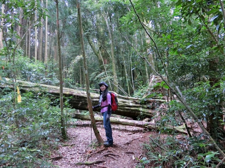 1061023 忘憂森林 金柑樹山 嶺頭山環線縱走