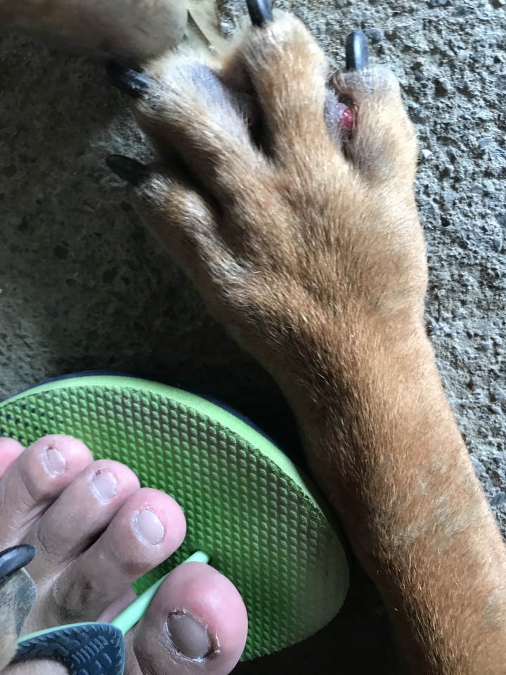 我家狗狗的腳有問題