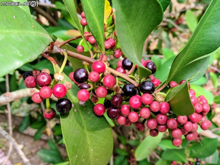 子午蓮 台南市永康區永康公園10月4號