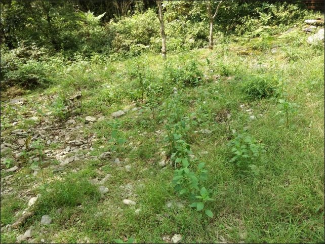 【宜蘭縣員山景點】免費需申請美景如畫的福山植物園