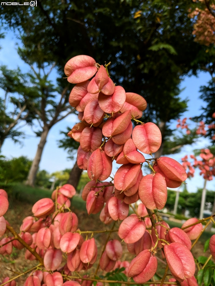 台灣欒樹 美人樹 黃鐘花 台南市德區麗池公園9月30號