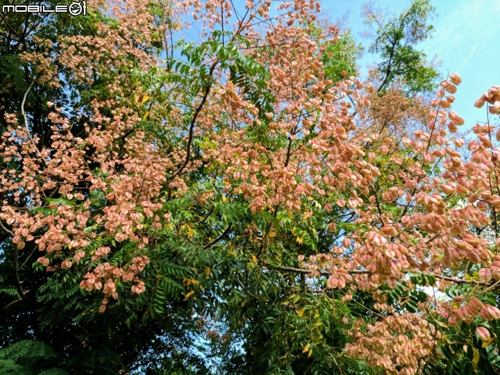 台灣欒樹 美人樹 黃鐘花 台南市德區麗池公園9月30號