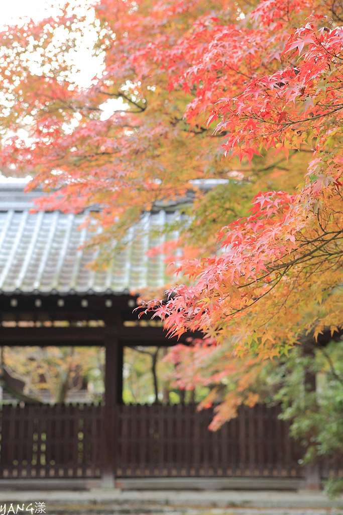 【京都】真如堂（真正極楽寺），京都賞紅葉的免費好景點