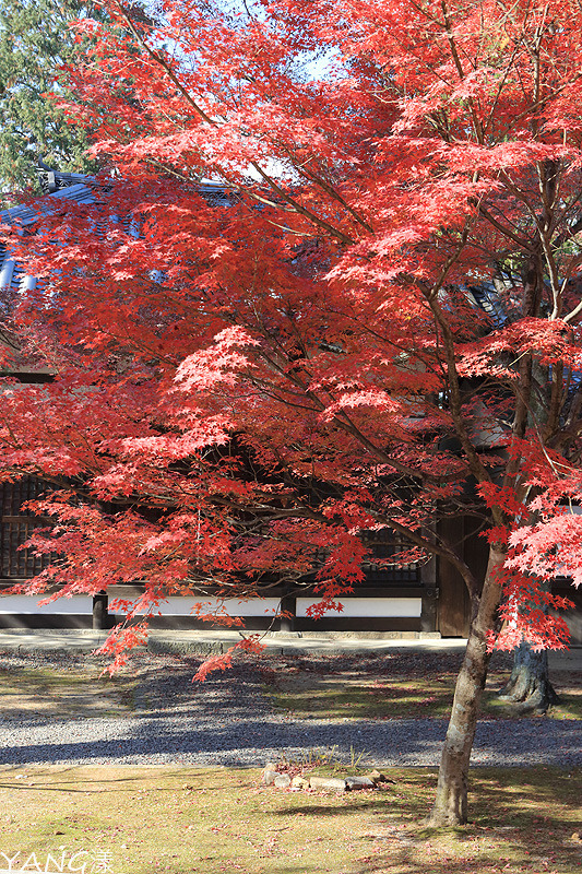 【京都】真如堂（真正極楽寺），京都賞紅葉的免費好景點
