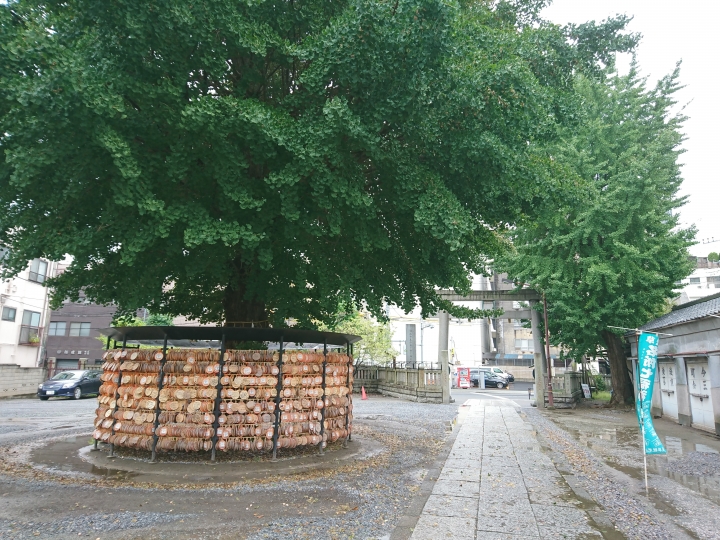 2017斷腿東京自由行第五日(禹田川公園 今取神社 淺草神社  上野動物園， 最終日回程)