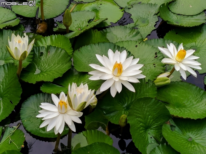 子午蓮 台南市永康區永康公園10月4號